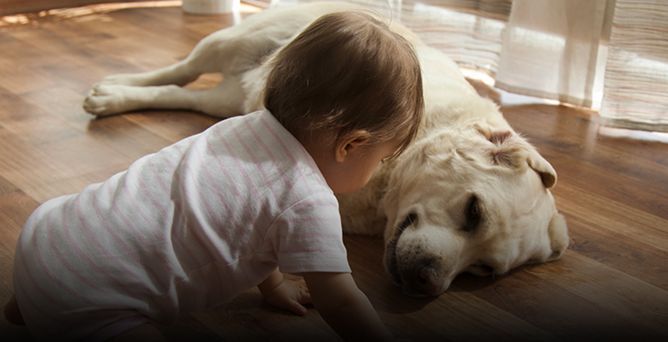 ¿Qué razas de perros son adecuadas para niños?